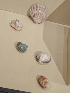 墙上的多彩贝壳装饰