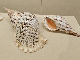 精美海螺标本展示
