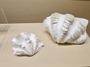 精美海螺摆件展示