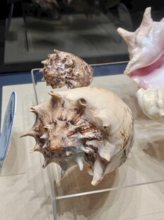 精美海螺标本展示