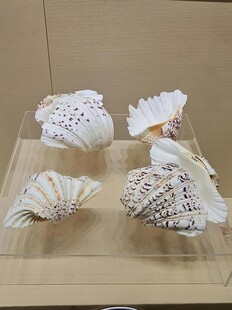 精美贝壳展示