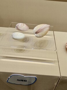 透明盒中摆放的开心果