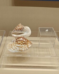 精美贝壳展品展示