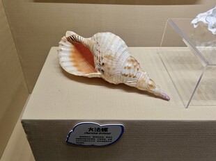 精美海螺标本展示