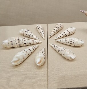 精美贝壳排列展示