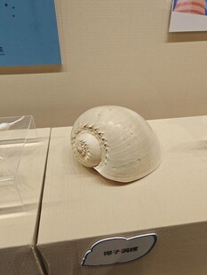 展示台上的精美贝壳标本