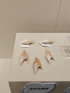 展示台上的精美贝壳标本