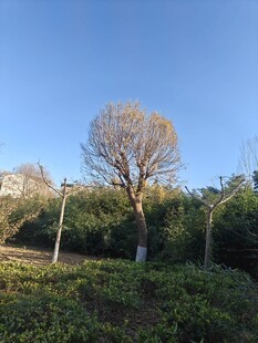 孤树挺立在绿意间