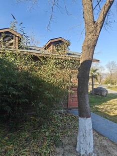 乡村小屋旁的树木与小径