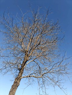 蓝天映衬下的光秃树木