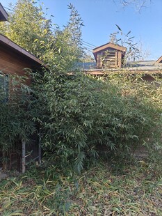 乡村小屋旁的繁茂绿植