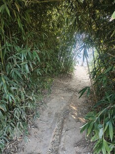 竹林间的幽静小道