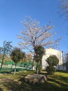 户外公园的树木与景致