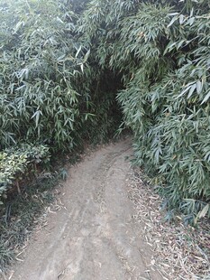 林间小径绿意盎然