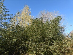 蓝天映衬下的葱郁树林