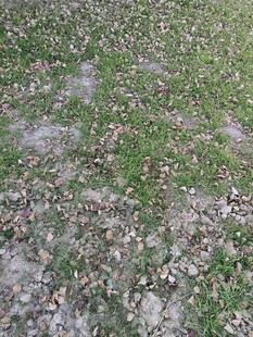 地面斑驳草地与落叶