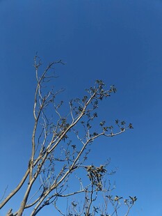 蓝天映衬下的光秃树枝