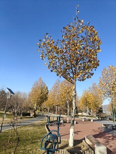 秋日公园中的独特艺术树景