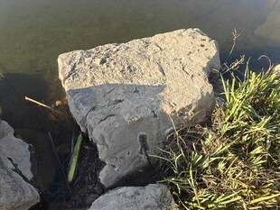 水边石块与丛生野草
