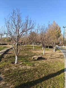 冬日公园枯树草地景观