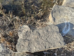 野外石块周边枯草景象