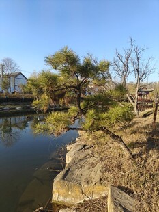 湖畔孤松冬日宁静景致