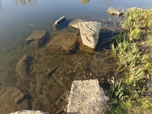 水边石块与绿植景观