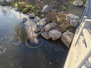 池塘边的石头与水中涟漪