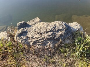 湖畔岩石与野草景观