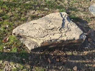 地面上的石块与绿色植物