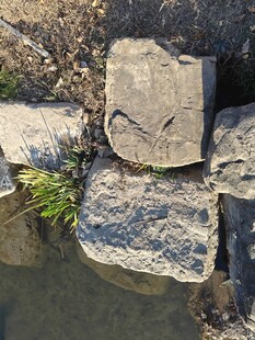 水边石块与青草景象