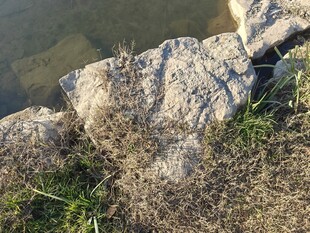 岸边岩石与水边植被景象