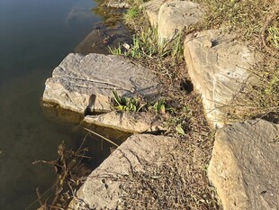 岸边岩石与水边植物景象