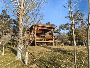 林间木屋静享自然之美