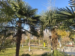 公园中的棕榈树景观