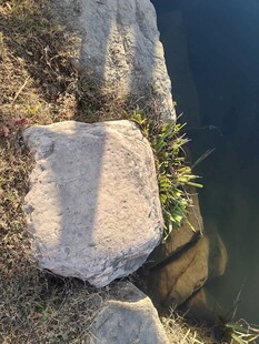 水边岩石与零星绿植