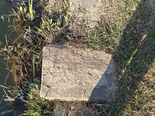 户外石块周边杂草丛生
