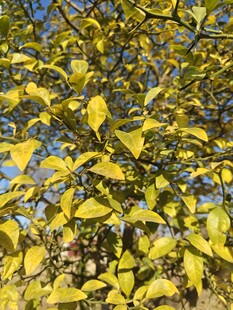 秋日金黄树叶的繁茂枝头