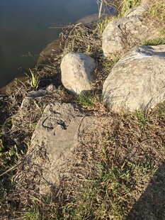 岸边岩石与杂草景观