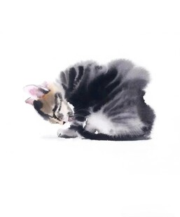 猫插画