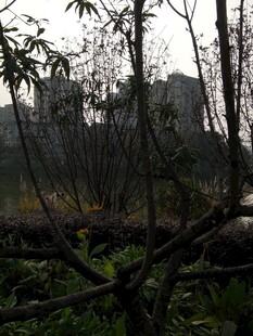 林间远景枝叶掩映的景致