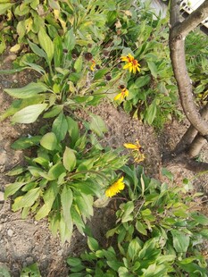 花园中的黄色花卉植物