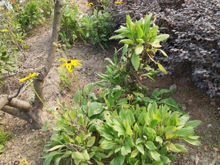 花园中的多样绿植