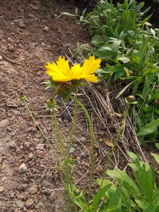 两朵黄色小花绽放于泥土旁