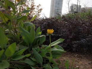 孤黄花朵绽于绿植间