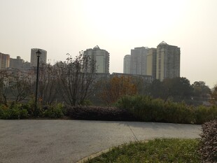 城市公园旁的高楼景观