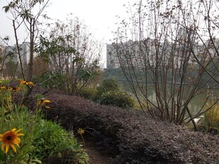 秋日花园小径景观