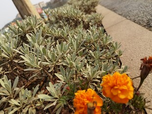 橙色花朵与灰绿植物