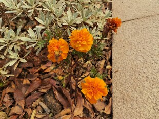 路边绽放的橙色万寿菊