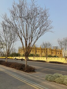 空旷道路旁的萧瑟树木